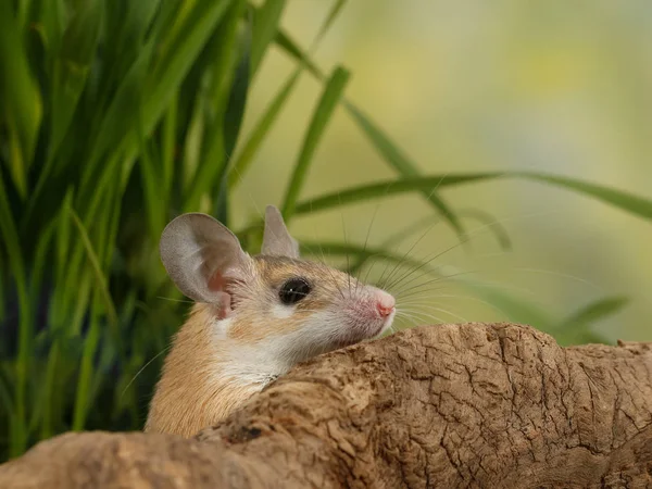 Gros Plan Jeune Souris Effrayée Regarde Hors Pour Les Chicots — Photo