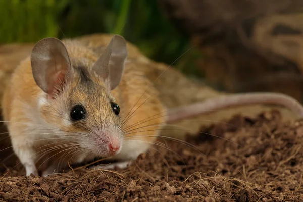 Närbild Unga Kvinnliga Spiny Mouse Acomys Cahirinus Jagar Insekt Placera — Stockfoto