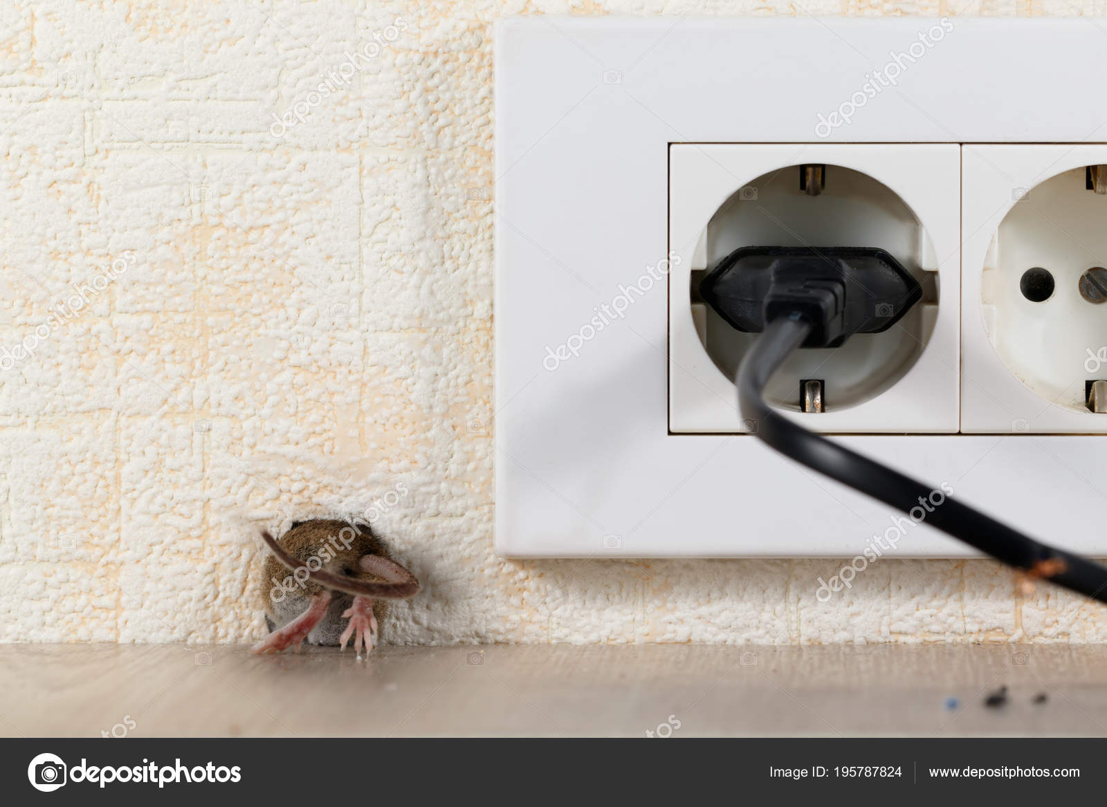 мыши под потолком