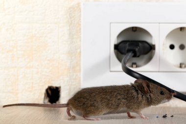 closeup fare (Mus musculus) Tel çıkış ve duvarda delik arka plan üzerinde koklama. İç yüksek binalar. Daire fareler ile mücadele. İmha. Küçük Dof odak için fare koymak.