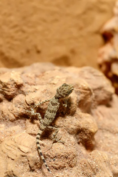 Närbild Ung Gecko Tenuidactylus Caspius Sitter Klippa Och Tittar Ner — Stockfoto