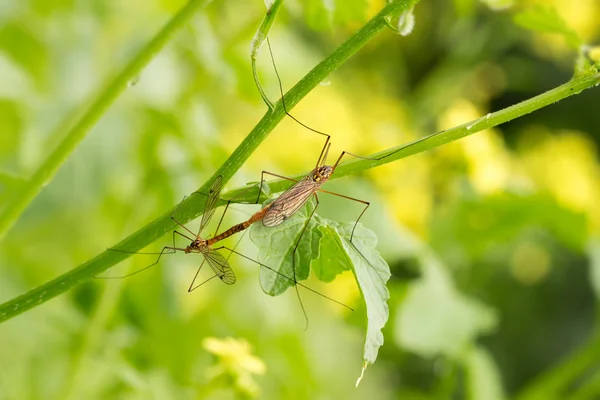 Close Male Female Mosquito Long Legs Nephrotoma Crocata Tipula Crocata — Stock Photo, Image