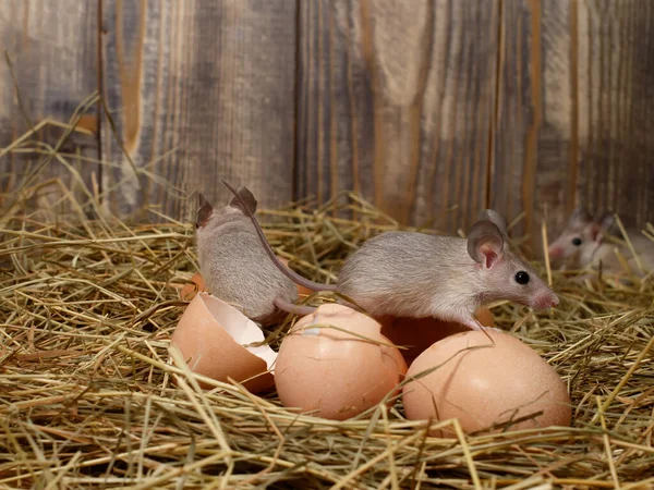 在鸡舍的鸡蛋上 在木板的背景上 有三只小老鼠在靠近 灭鼠概念 免版税图库图片