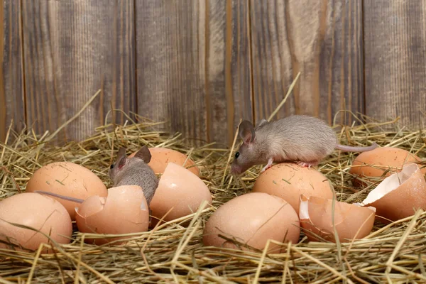 在鸡舍的鸡蛋上 在木板的背景上 有两只小老鼠靠近 灭鼠概念 — 图库照片