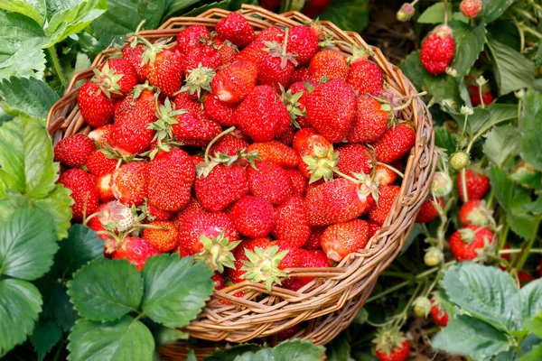 Cesta Completa Mimbre Con Fresa Jardín Arbustos Fresa Alrededor Cosecha — Foto de Stock