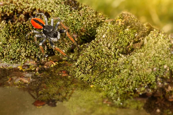 Closeup Jumping Spider Known Philaeus Chrysops Running Water Moss Green — Stock Photo, Image