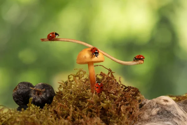 Close Many Ladybugs Swinging Branch Mushroom Armillaria Green Background — Stock Photo, Image