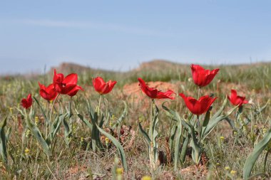 Bogdo Dağı yakınlarındaki çölde yakın plan kırmızı laleler (Tulipa gesneriana, Tulipa suaveolens, Tulipa schrenkii). yumuşak odak, sığ DOF. 