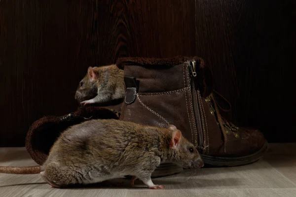 Close-up two  rats crawling near  brown boots on the gray floors. The concept of rodent control.