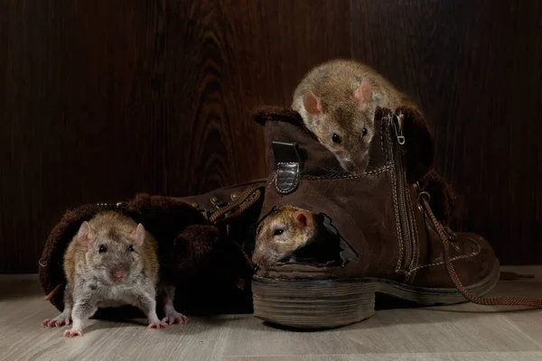 Close-up three rats climb inside brown ragged shoes on the gray floors. The concept of rodent control.