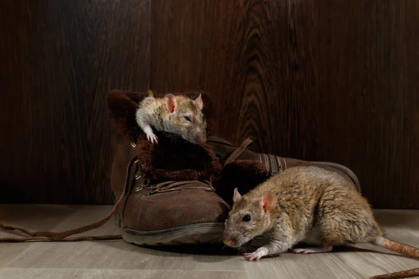 Close-up two rats near   brown boots on the gray floors. One rat sleeps inside of boot. The concept of rodent control  in the apartment. Extermination.