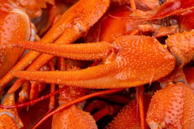  Haşlanmış kerevit, limon ve yeşillikle servis edilen bira.