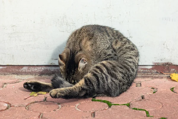 Tabby gato lava-se — Fotografia de Stock