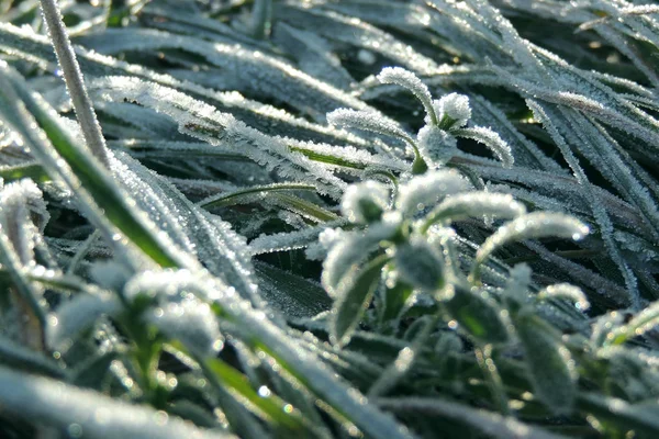 Zima Się Zbliża Szron Zdjęcia Makro Zielonych Liści — Zdjęcie stockowe