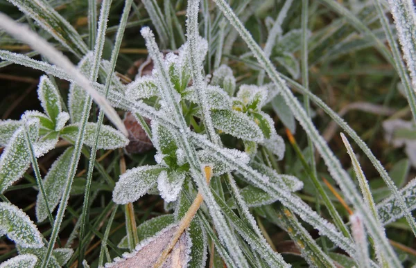 Zima Się Zbliża Szron Zdjęcia Makro Zielonych Liści — Zdjęcie stockowe