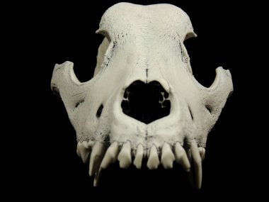 Siyah arka plan üzerine köpekler kafatasının üst çene, dişler