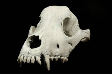 Siyah arka plan ön görünümünde alt çene olmadan bir köpeğin kafatası