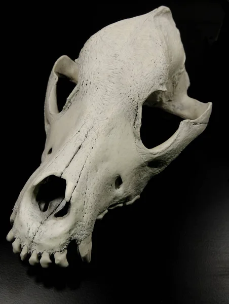 Upper view on the frontal bone of dogs skull on black surface