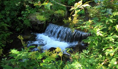 İlkbaharda dağ dereşelaleetrafında yeşil çalılıklar