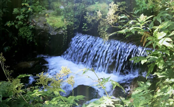 Regardez Une Petite Cascade Rivière Travers Une Lueur Feuilles Vertes — Photo