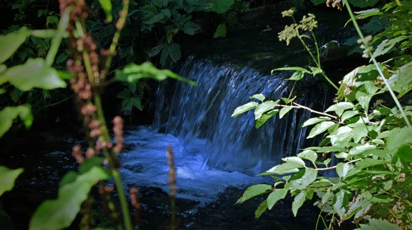 Thickets Small Water Cascade Forest Brook Spring — Stock Photo, Image