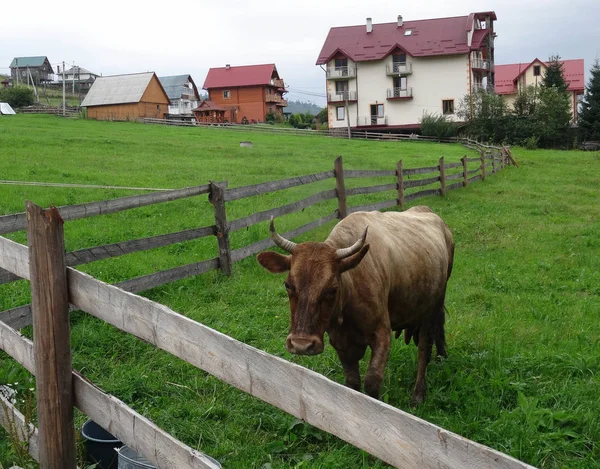 Корова Пасеться Луках Гірській Фермі — стокове фото