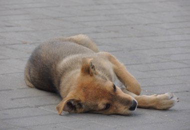 Sokak Köpeği Sokakta Yatıyor 
