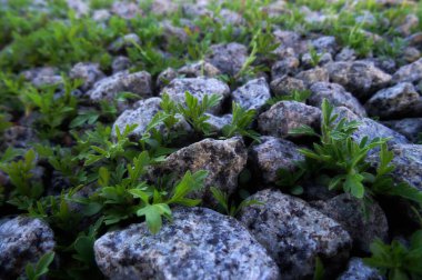 Harabe Taşları ve Bitki Açı Görünümü 