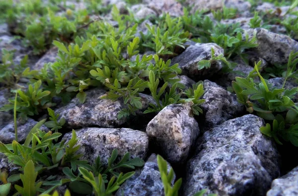 Gras Wächst Durch Zerkleinerte Steine — Stockfoto