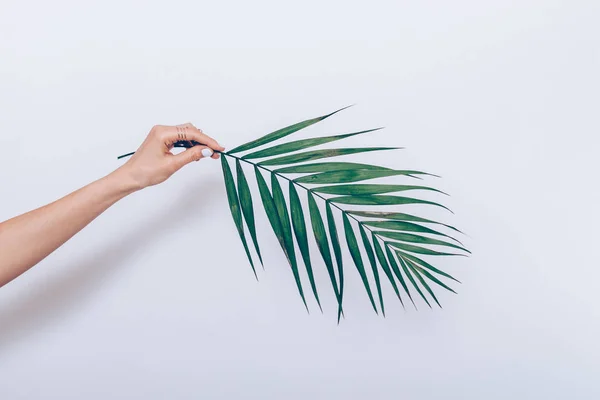 Female hand with white manicure holds a branch of a palm tree