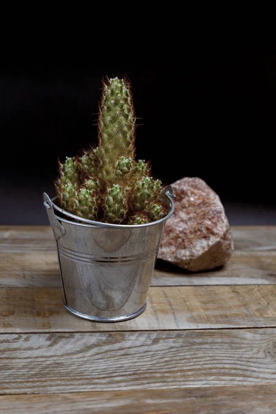 Taggig kaktus i en galvaniserad stål potten — Stockfoto