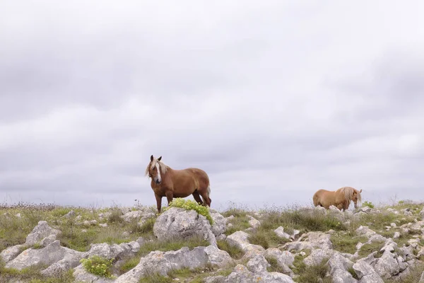 Braunes Pferd im grünen Feld — Stockfoto
