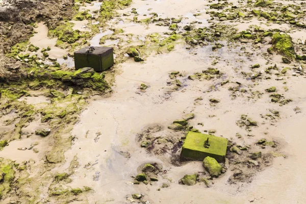 Bootsliegeplätze mit Grünalgen bedeckt — Stockfoto