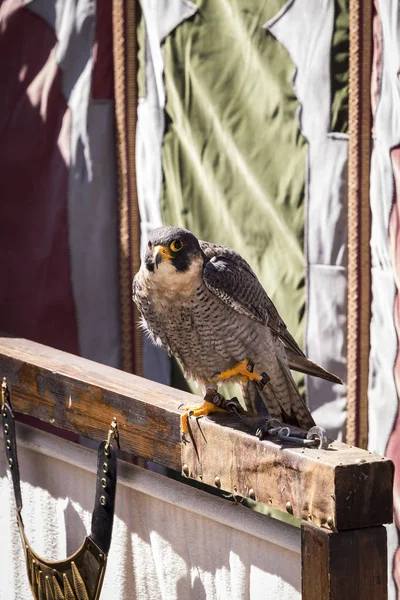 Faucon Posant Calmement Dans Une Exposition Oiseaux Proie — Photo