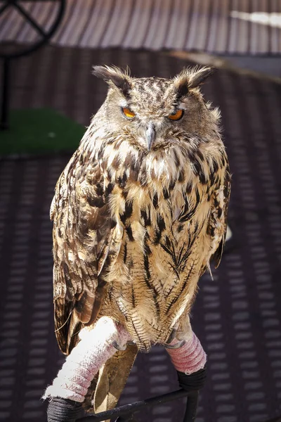 Búho Posando Tranquilamente Una Exhibición Aves Presa — Foto de Stock