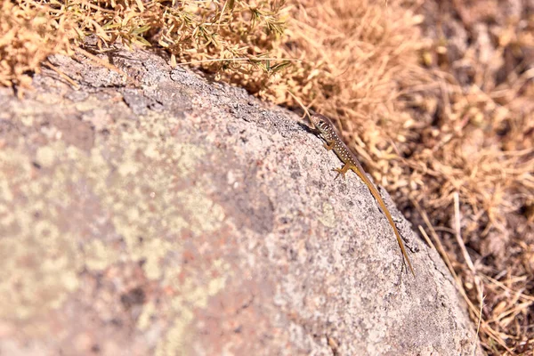 Kleine Eidechse brütet beim Sonnenbaden auf einem Stein — Stockfoto