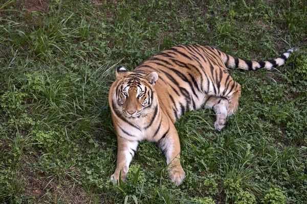 Big adult tiger lying on the green grass — ストック写真