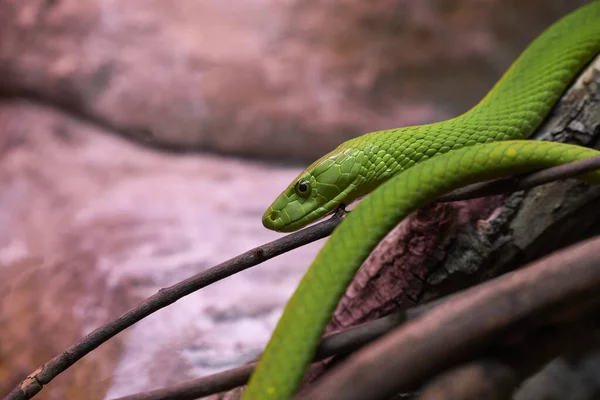 View of a dangerous green mamba snake on a trunk — Stock Photo, Image