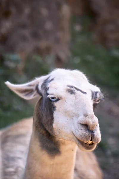 Porträtt av huvudet på en vuxen lama — Stockfoto