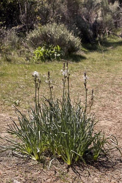 Beautiful asphodelus plant in bloom — Stock Photo, Image
