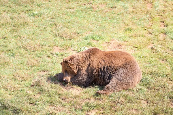 Urso marrom banhos de sol em um dia de outono — Fotografia de Stock
