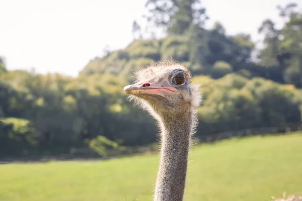 Retrato da cabeça de uma avestruz em primeiro plano — Fotografia de Stock