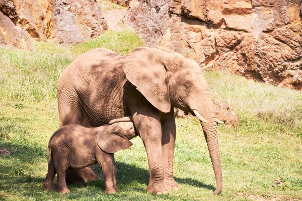 Слон теленок со своей матерью на зеленом лугу . — стоковое фото