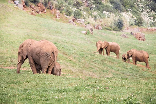 Elefante becerro con su madre en un prado verde . — Foto de Stock