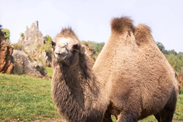 Porträtt av en bactriansk kamel på en grön äng. — Stockfoto