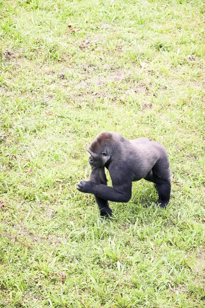 Joven gorila dorso plateado macho caminando a cuatro patas . — Foto de Stock