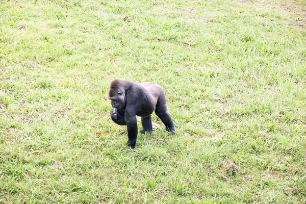 Jeune mâle argenté gorille marche à quatre pattes . — Photo