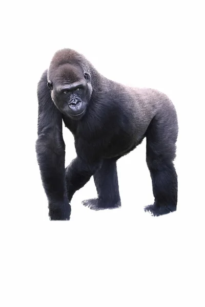 Joven gorila dorso plateado macho caminando a cuatro patas . — Foto de Stock