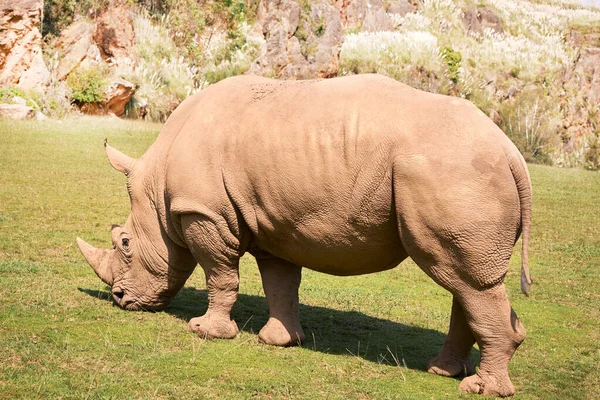 Grande rinoceronte branco comendo em uma pradaria verde — Fotografia de Stock