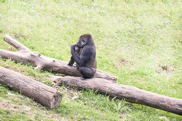 Giovane gorilla maschio argento indietro seduto su alcuni tronchi . — Foto Stock